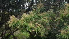 Sweetwood