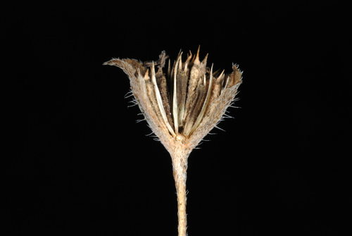 Calyptocarpus vialis