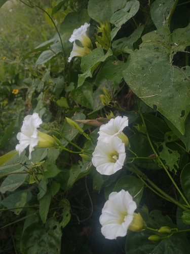 Image of Ipomoea corymbosa by (c) Juan Cruzado Cortés, some rights reserved (CC BY-SA)