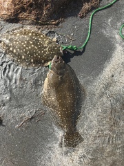 Paralichthys lethostigma