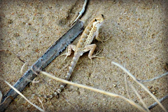 Small Semaphore Gecko photo 2