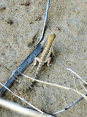 Small Semaphore Gecko photo 3