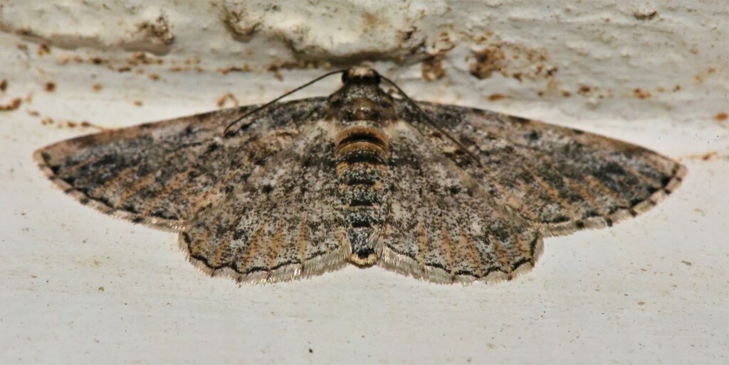Ectropis prospila