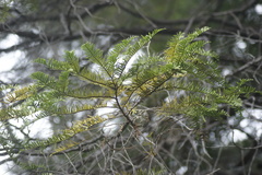 Libocedrus plumosa