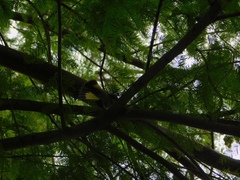 Setophaga ruticilla image
