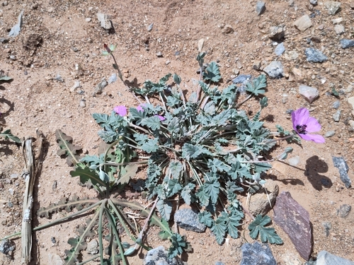 Erodium guttatum image