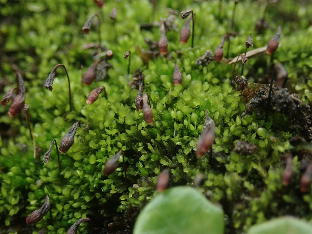 Bryum clavatum