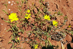 Rhynchopsidium pumilum