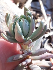 Petrosedum sediforme image