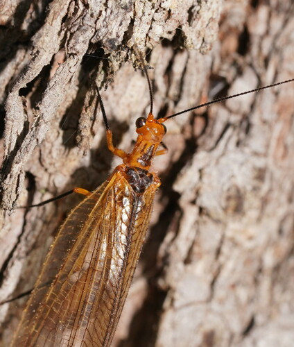 Stenolysmus extraneus