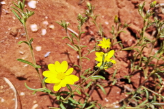 Rhynchopsidium pumilum