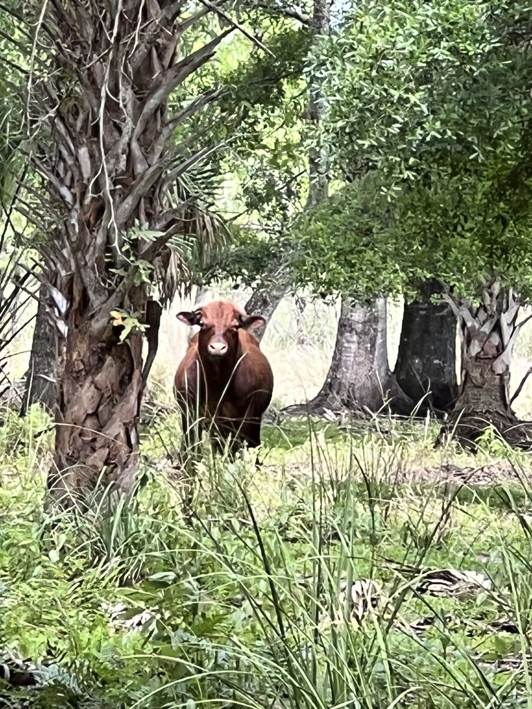 Domestic Cattle from SW Fox Brown Rd, Indiantown, FL, US on March 22