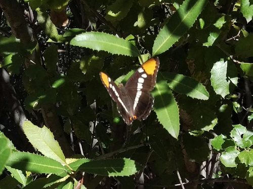 iNaturalist observation photo of California Sister