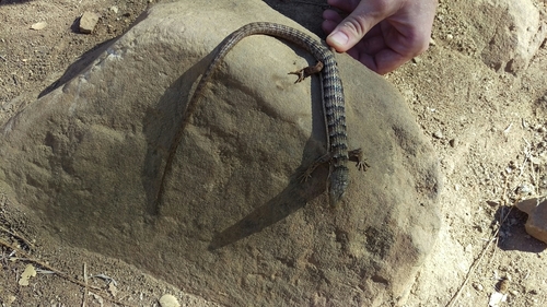 iNaturalist observation photo of Southern Alligator Lizard