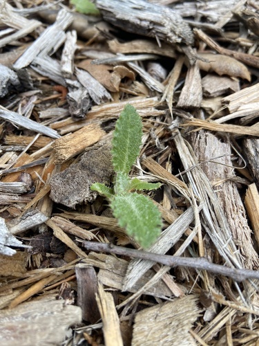 Cobwebby Thistle seedling