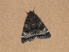 Catocala grotiana