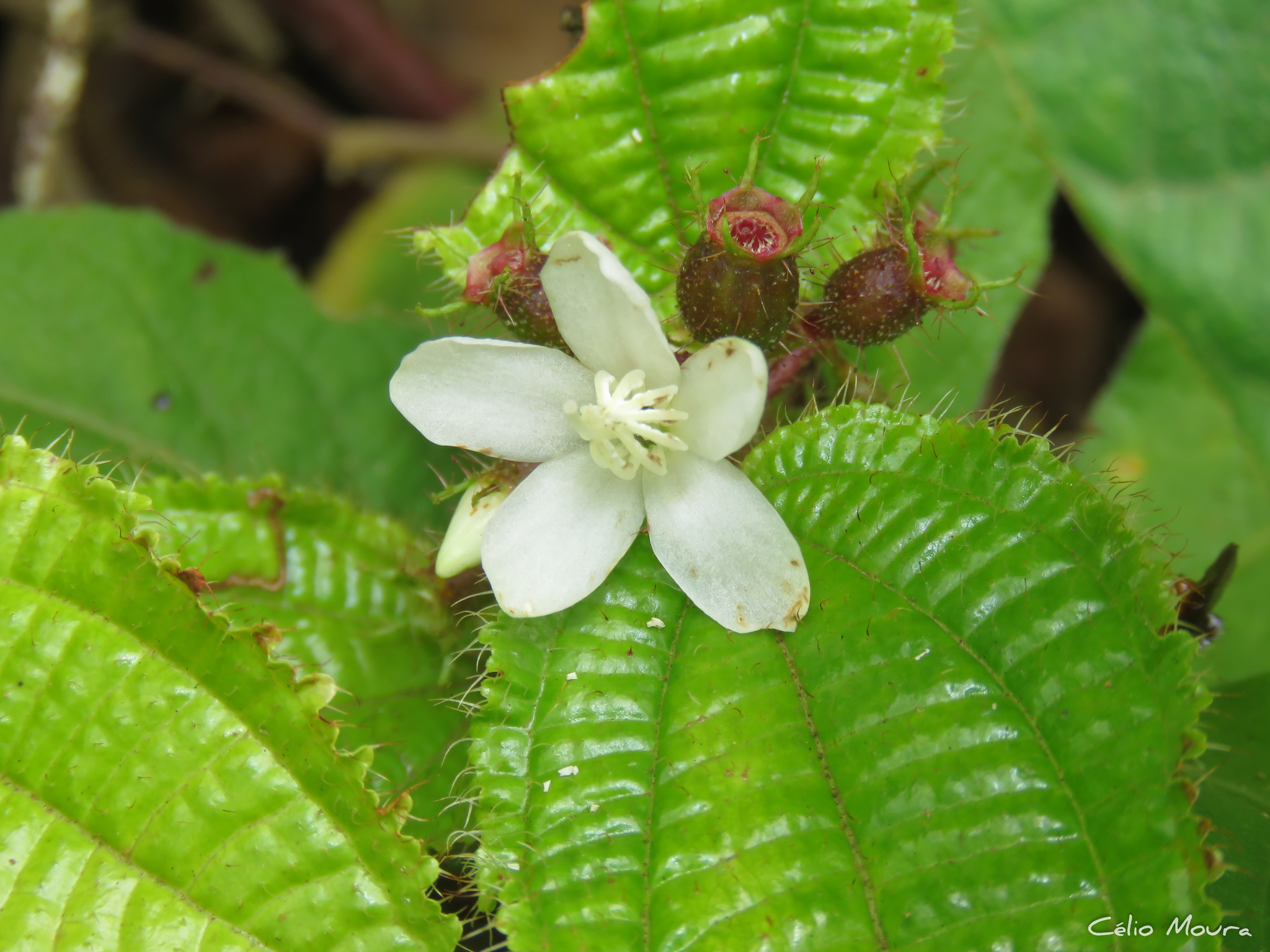 Miconia crenata