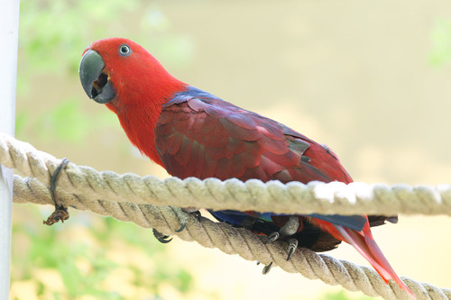 Eclectus polychloros