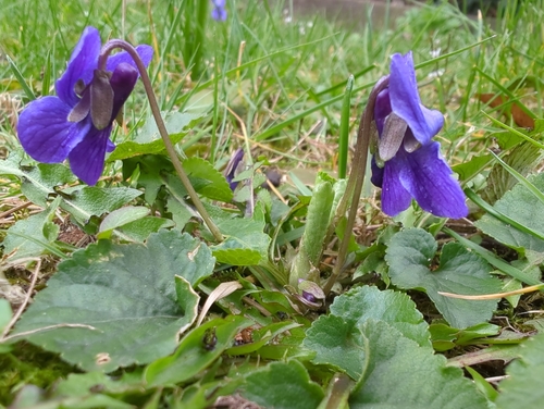 Kvapioji našlaitė nuotrauka