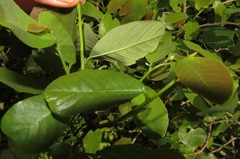 Bridelia cathartica