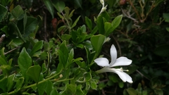 Turraea obtusifolia
