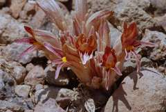 Aphyllon corymbosum