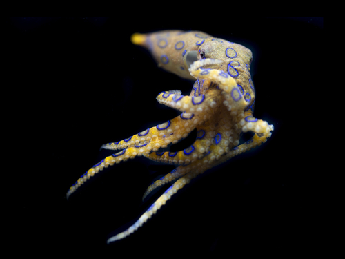 Greater Blue-ringed Octopus — seen at this dive site