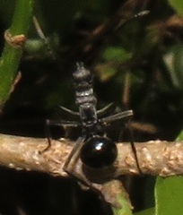 Polyrhachis gagates