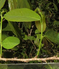 Bridelia cathartica