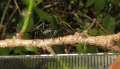 Polyrhachis gagates