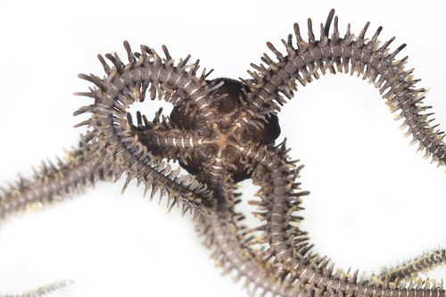 Ophiocoma scolopendrina (Lamarck, 1816)