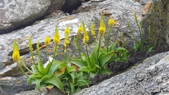 Bulbine latifolia latifolia