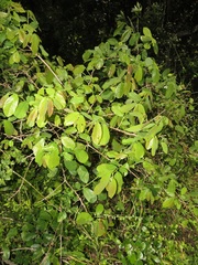 Bridelia cathartica