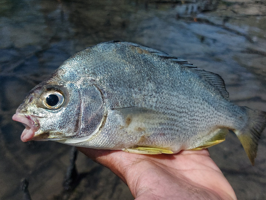 Annafoke (Genyatremus luteus) — Haemulidae