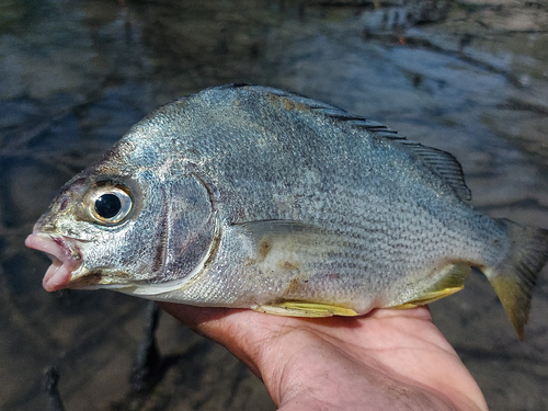 Annafoke (Genyatremus luteus) — Haemulidae