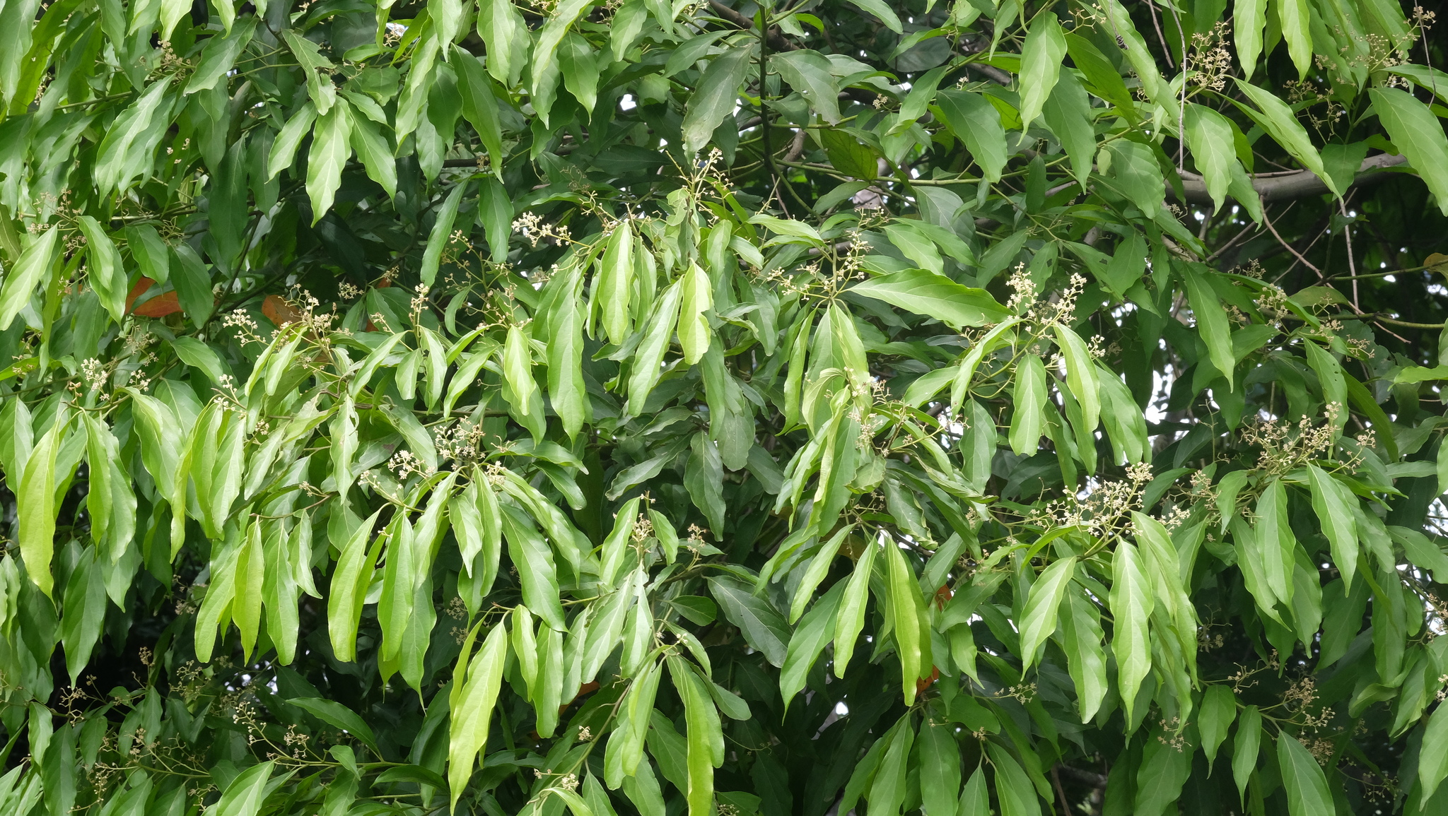 Imagem de Canela-preta