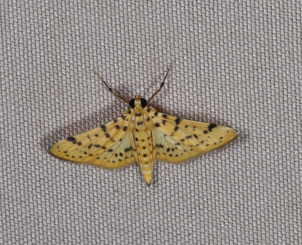 Conogethes diminutiva
