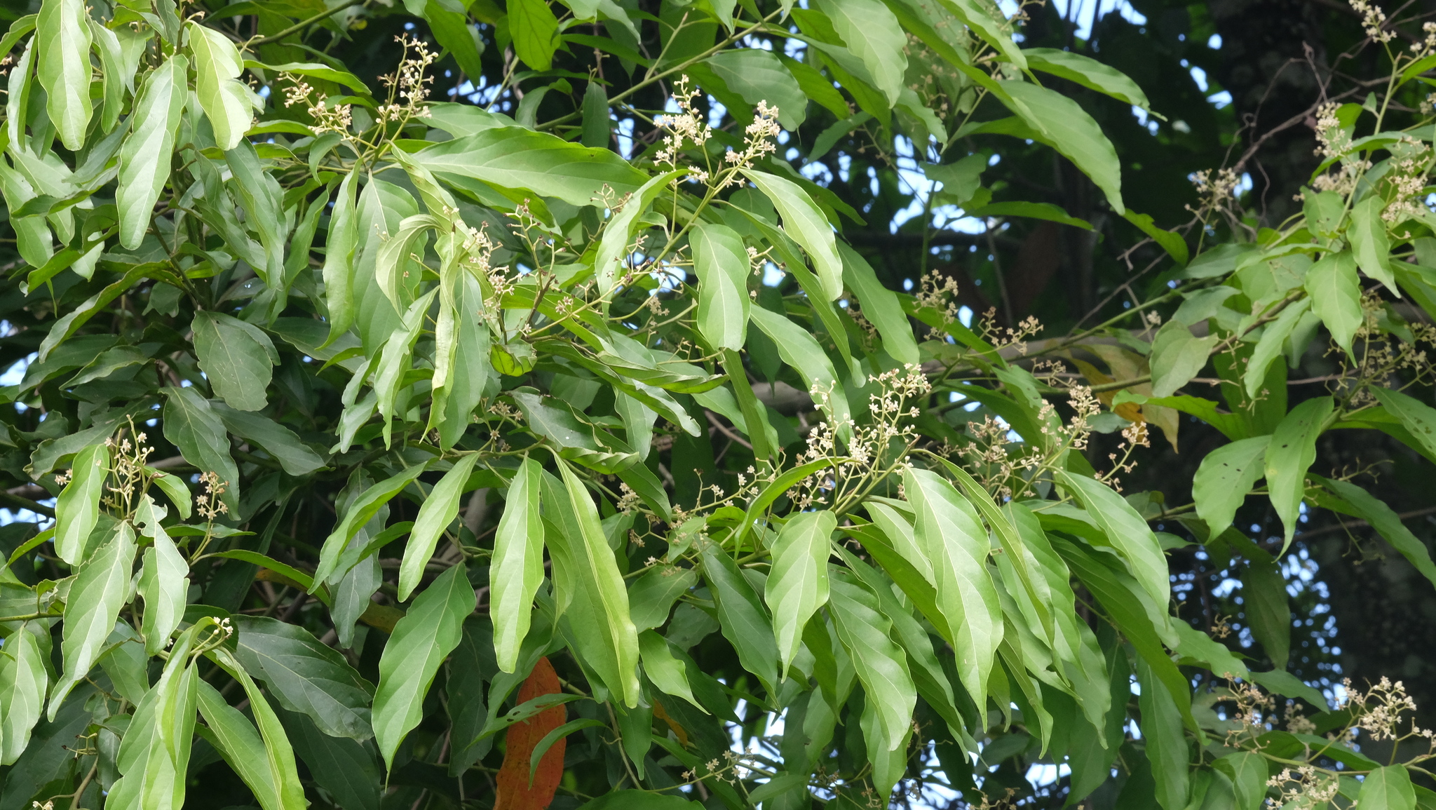 Imagem de Canela-preta