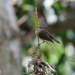 North Queensland Large-billed Gerygone - Photo (c) Lek Khauv, some rights reserved (CC BY), uploaded by Lek Khauv