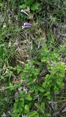 Salvia scabra