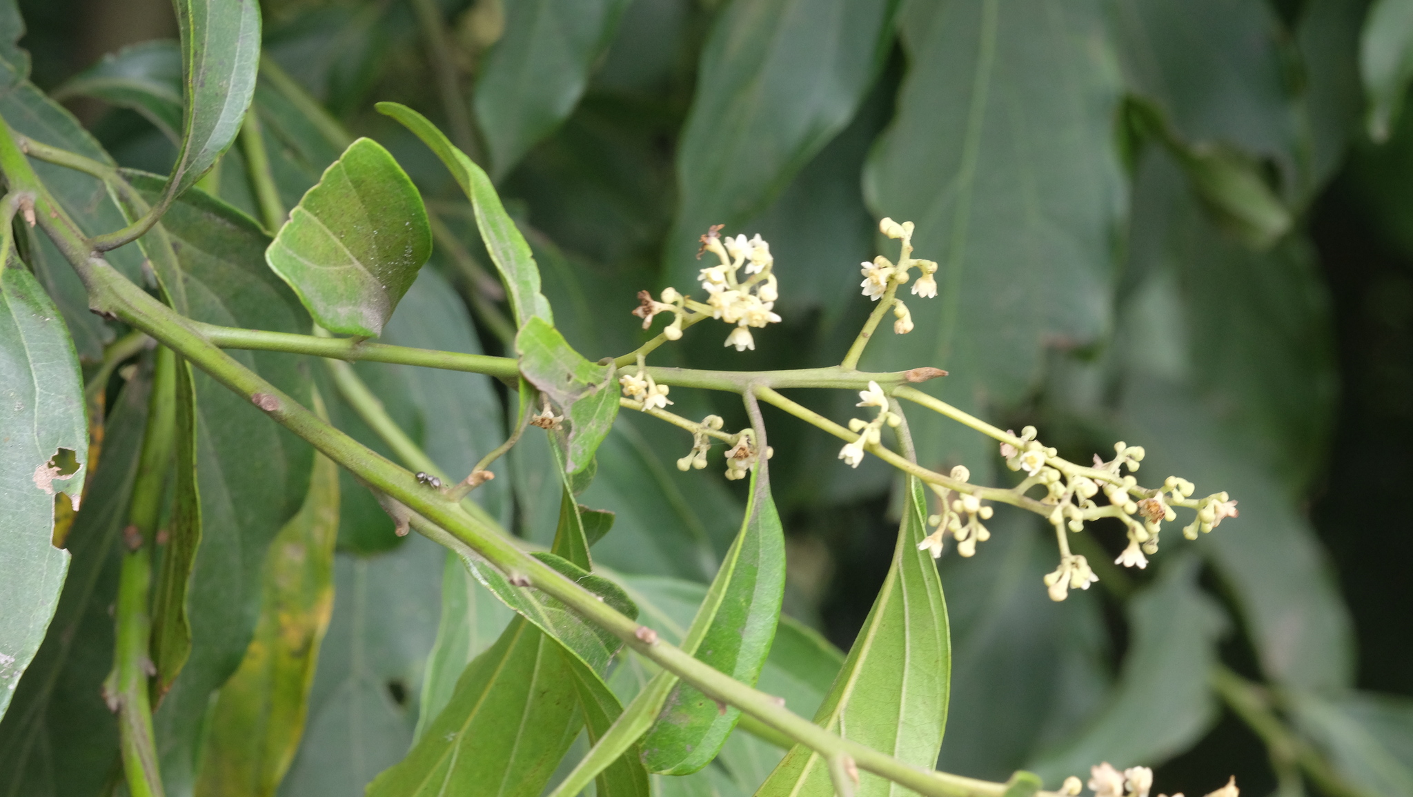 Imagem de Canela-preta