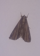 Noctuoidea