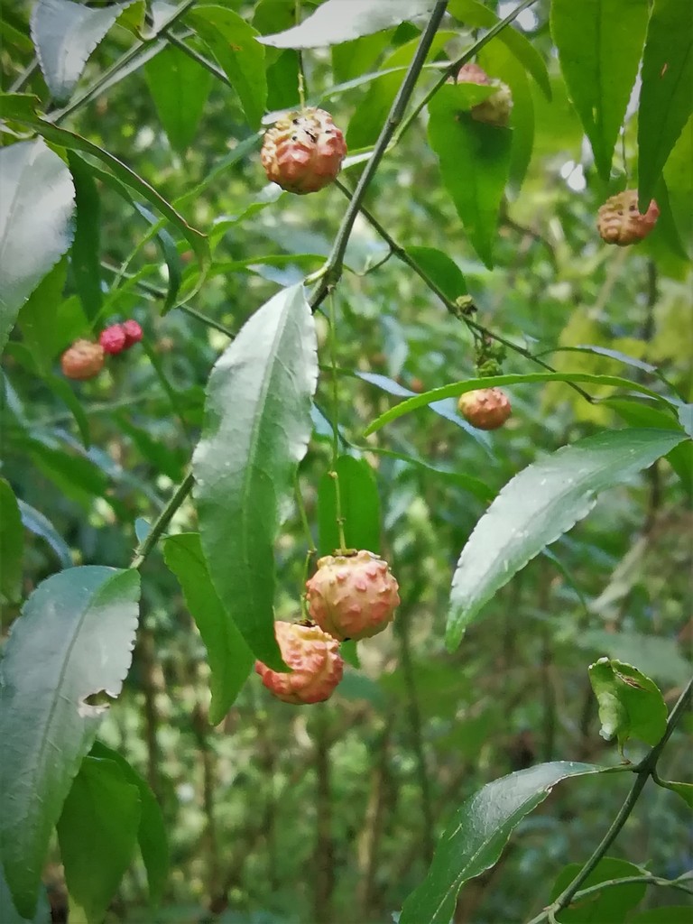 Euonymus mexicanus