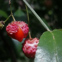 Euonymus mexicanus