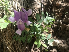 Lathyrus pauciflorus