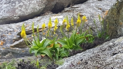 Bulbine latifolia latifolia