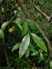 Euonymus mexicanus