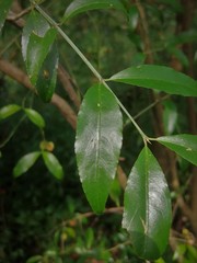Euonymus mexicanus