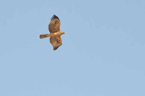Aigle de Bonelli, jeune