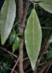 Euonymus mexicanus